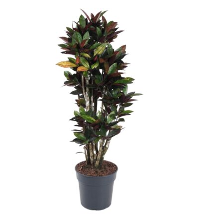 Codiaeum Mrc Iceton vertakt - 140 cm - ø31