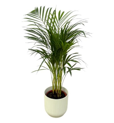 Areca palm - ↨85cm - Ø19cm inclusief elho Vibes Fold Round wit D22xH20
