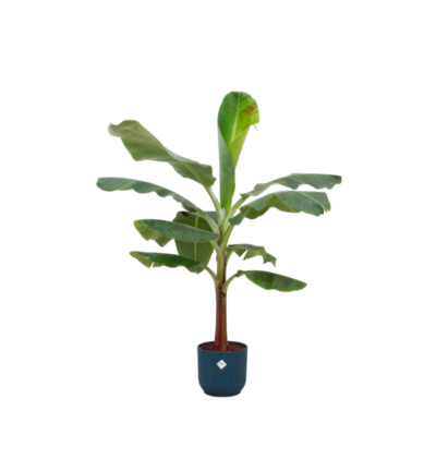 Combi deal - Bananenplant (Musa) inclusief elho Vibes Fold Round blauw Ø22 - 120 cm