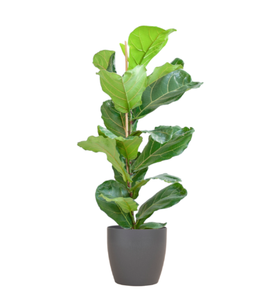 Ficus Lyrata ↕80 cm - Vioolbladplant in pot Viber grijs Ø21 cm