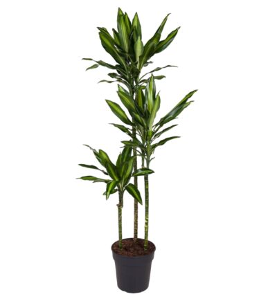 Dracaena Cintho - 160 cm - ø24