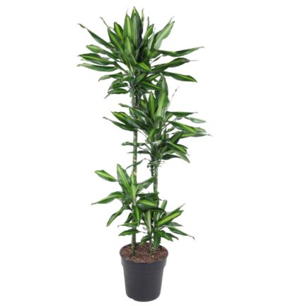 Dracaena Cintho - 150 cm - ø27