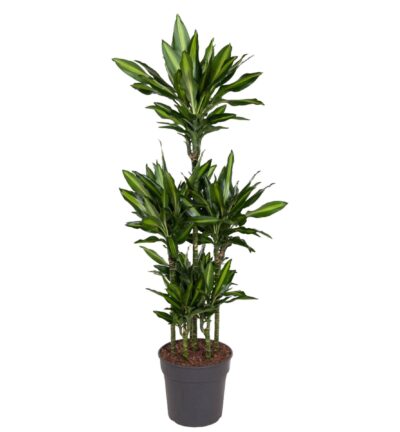 Dracaena Cintho Carrousel - 140 cm - ø31