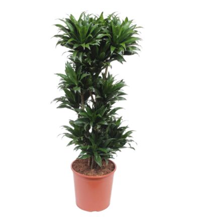 Dracaena Compacta - 140 cm - ø30