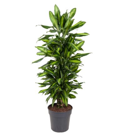 Dracaena Cintho vertakt - 120 cm - ø27
