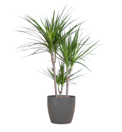 Dracaena Marginata ↕95 cm - Drakenbloedboom in pot Viber grijs Ø21 cm