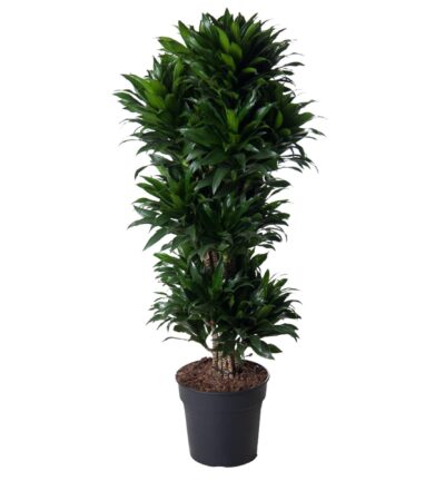 Dracaena Compacta vertakt - 140 cm - ø31