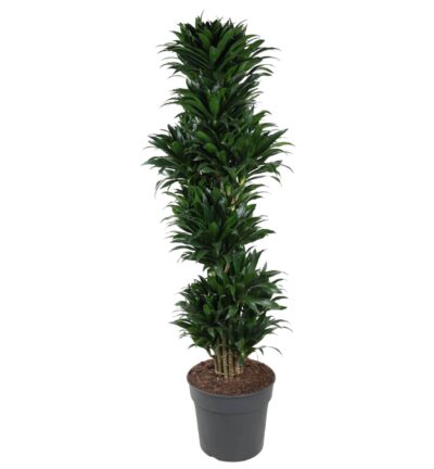 Dracaena Compacta vertakt - 170 cm - ø34
