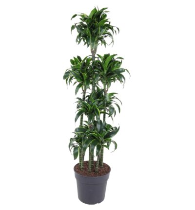 Dracaena Dorado Carrousel - 170 cm - ø34