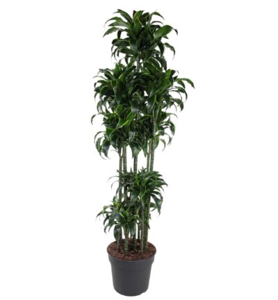 Dracaena Dorado Carrousel - 200 cm - ø40