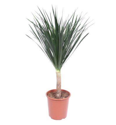 Dracaena Draco - 140 cm - ø27