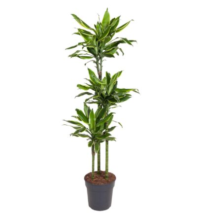 Dracaena Golden Coast - 160 cm - ø24