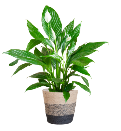 Spathiphyllum ↕80 cm - Lepelplant in mand Lissabon zwart Ø21 cm