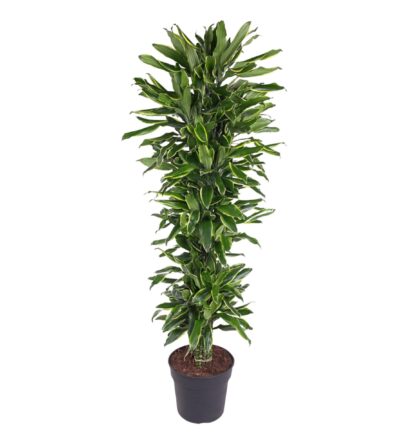 Dracaena Golden Coast vertakt - 170 cm - ø34