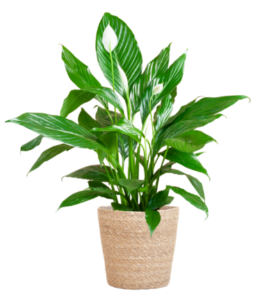 Spathiphyllum ↕80 cm - Lepelplant in mand Sofia naturel Ø21 cm