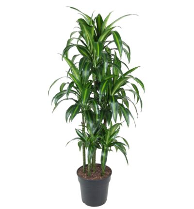 Dracaena Hawaiiana Carrousel - 150 cm - ø31
