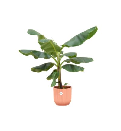 Combi deal - Bananenplant (Musa) inclusief elho Vibes Fold Round roze Ø22 - 100 cm