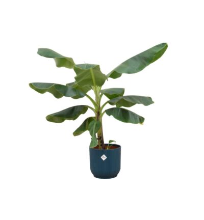 Combi deal - Bananenplant (Musa) inclusief elho Vibes Fold Round blauw Ø22 - 100 cm