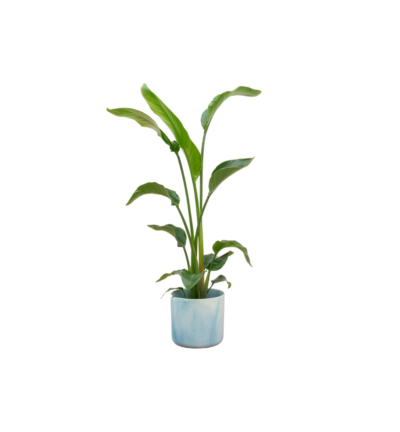 Combi deal - Strelitzia Nicolai inclusief elho Ocean Round atlantisch blauw Ø22 - 100 cm