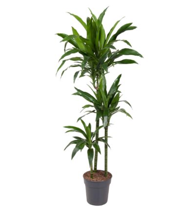 Dracaena Janet Craig - 150 cm - ø24