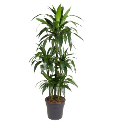 Dracaena Janet Craig Carrousel - 140 cm - ø31