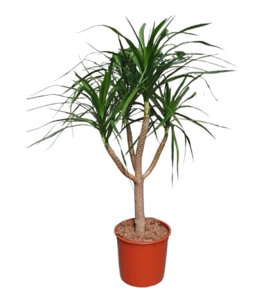 Dracaena Draco vertakt - 160 cm - ø34
