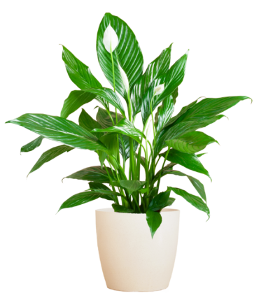 Spathiphyllum ↕80 cm - Lepelplant in pot Viber wit Ø21 cm