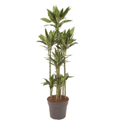 Dracaena Janet Lind Carrousel - 170 cm - ø34