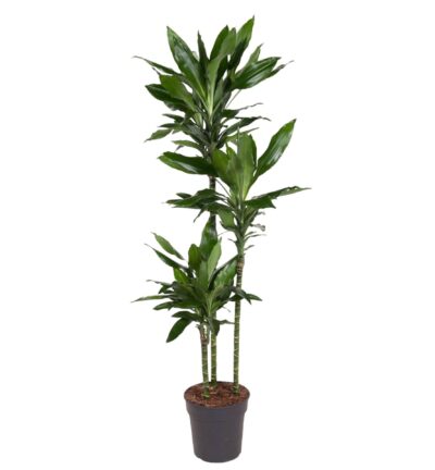 Dracaena Janet Lind - 160 cm - ø24