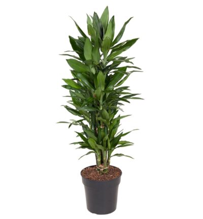 Dracaena Janet Lind vertakt - 110 cm - ø27