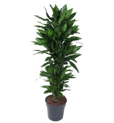 Dracaena Janet Lind vertakt - 150 cm - ø31
