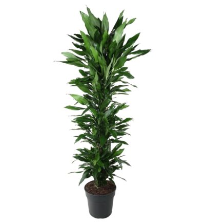 Dracaena Janet Lind vertakt - 170 cm - ø34
