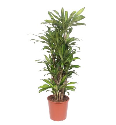 Dracaena Eve - 160 cm - ø30