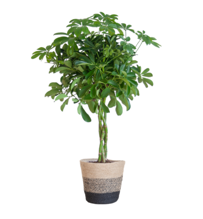 Schefflera Arboricola Nora ↕70 cm - Vingersboom in mand Lissabon zwart Ø21 cm