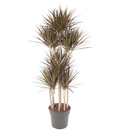 Dracaena Magenta Carrousel - 180 cm - ø34