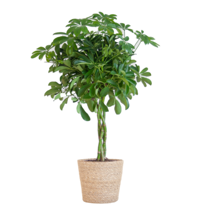 Schefflera Arboricola Nora ↕70 cm - Vingersboom in mand Sofia naturel Ø21 cm