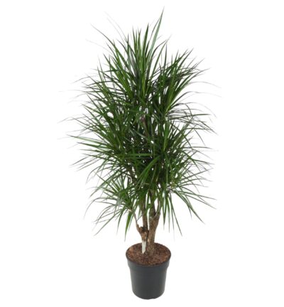 Dracaena Marginata vertakt - 140 cm - ø31
