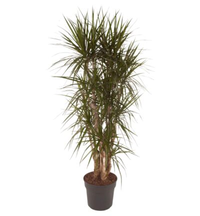 Dracaena Marginata vertakt - 160 cm - ø34