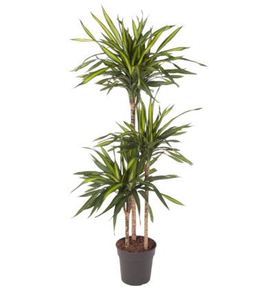 Dracaena Riki - 140 cm - ø24