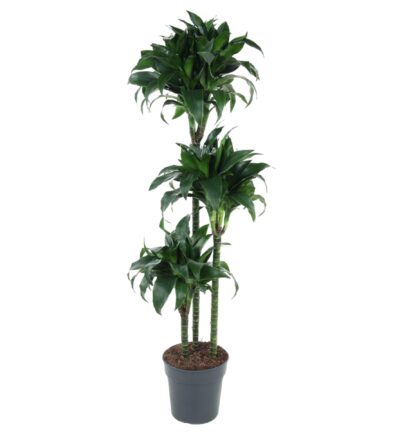 Dracaena Tatuade - 140 cm - ø24