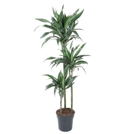 Dracaena Ulises - 150 cm - ø24