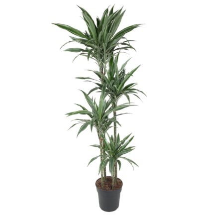 Dracaena Warneckei ↕190 cm - Drakenbloedboom Ø27 cm