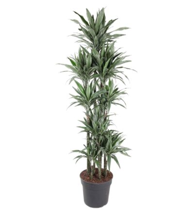 Dracaena Warneckei Carrousel ↕210 cm - Drakenbloedboom Ø41 cm