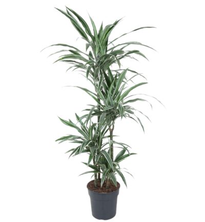 Dracaena Warneckei ↕150 cm - Drakenbloedboom Ø24 cm