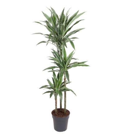 Dracaena Warneckei ↕140 cm - Drakenbloedboom Ø27 cm