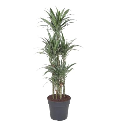 Dracaena Warneckei Carrousel ↕140 cm - Drakenbloedboom Ø31 cm