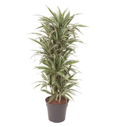Dracaena Warneckei vertakt ↕140 cm - Drakenbloedboom Ø31 cm