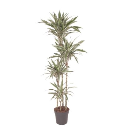 Dracaena White Stripe ↕170 cm - Drakenbloedboom Ø27 cm