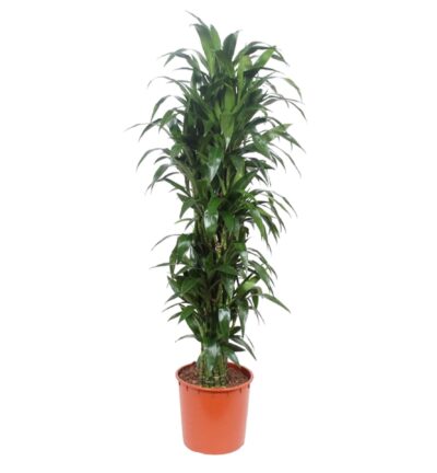 Dracaena Janet Craig - 170 cm - ø34