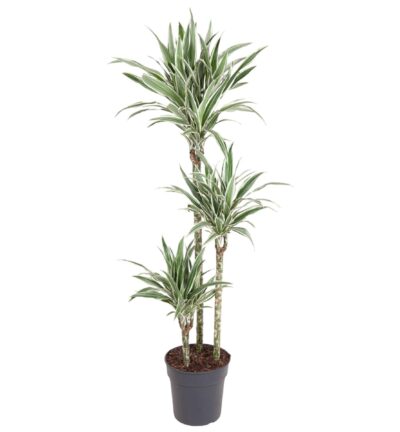 Dracaena White Stripe ↕150 cm - Drakenbloedboom Ø24 cm